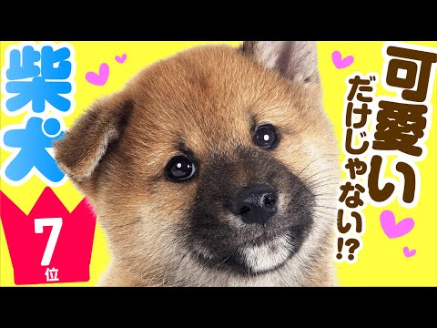 ❤️人気7位【柴犬ってどんな犬？】﻿柴犬を飼う前に。子犬の価格や性格、寿命、飼いやすさは？ カワイイ動画でチェック！