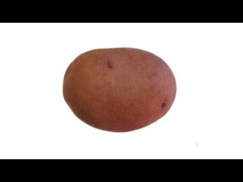 Сорт картофеля Вектар.