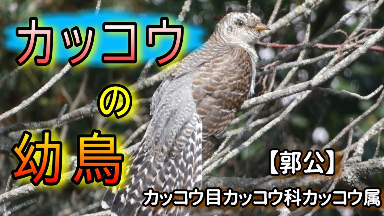 カッコウ【郭公】の幼鳥に逢いました。撮影日：2025.8.30