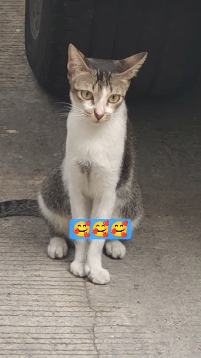 #puspin #shortvideo #cat #shorts #adoptstrays #straycat