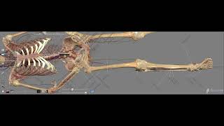 Major arteries of the body on Anatomage Table