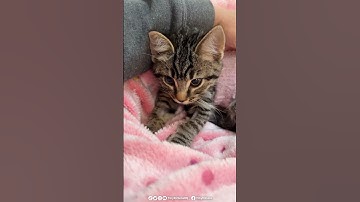 Kitten Therapy with Nub!