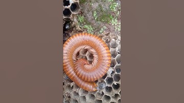 creature #horror #horrortok #music #halloween #film #suhuong #insects #emcobanglongvequemecunganh