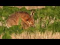 Как зайцы делают это в дикой природе / The way hares do this in the wild