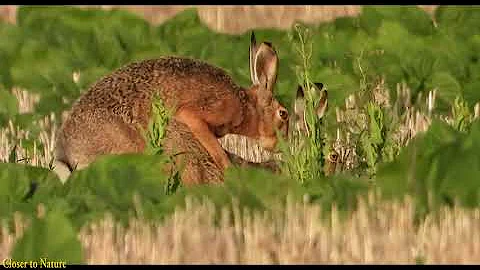 Как зайцы делают это в дикой природе / The way hares do this in the wild