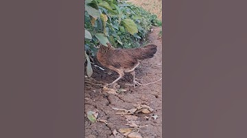 gà rừng mái thèm trống quá mà trống lại cứ lè mè không hiểu nối khổ tâm của gà mái.poj qaib xeev