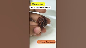 Natural 4 Mukhi Four Faced Nepali Rudraksha   at Wholesale Rate (Rs 30/piece) Spiritual