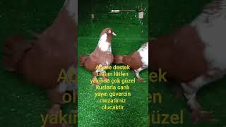 Böylede Bir Takım Daha Direk Üretim Meraklısına Gider Yerimiz İstanbul Esenler 05412585724
