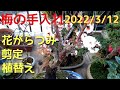 梅の手入れ2022/3/12　花がらつみ　剪定　植替え