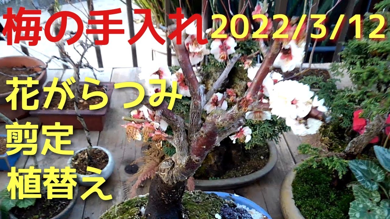 梅の手入れ2022/3/12　花がらつみ　剪定　植替え