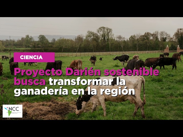 Proyecto Darién sostenible busca transformar la ganadería  en la región