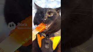We visit Canada 🇨🇦 part 1 #travelaround #foodie #travelthrough #eat #food #travelto #dream #cat