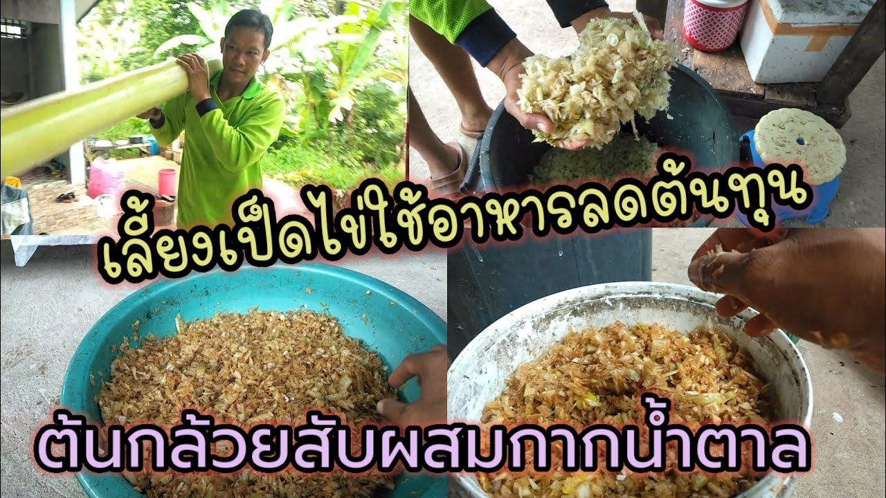 เลี้ยงเป็ดไข่ สูตรอาหารเป็ดลดต้นทุน ต้นกล้วยสับผสมกากน้ำตาลทำเป็นอาหารเป็ด ทุนน้อยค่อยๆทำ เป็ดไข่