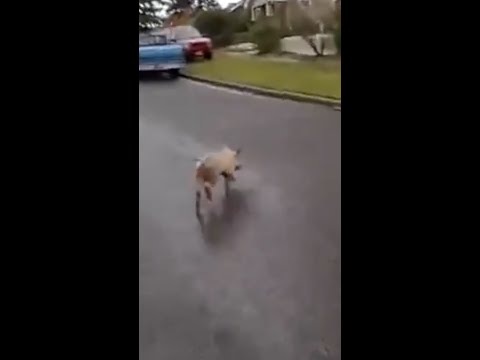 Squealing suspect leads police on a chase #Shorts