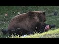 Top 5 SCARY Bear Attacks Caught On Camera!