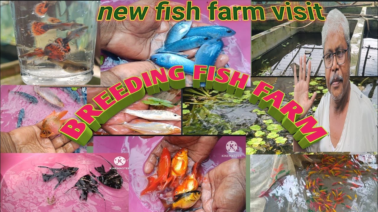 breeding fish farm cheapest aquarium fish farm aquarium fish farm