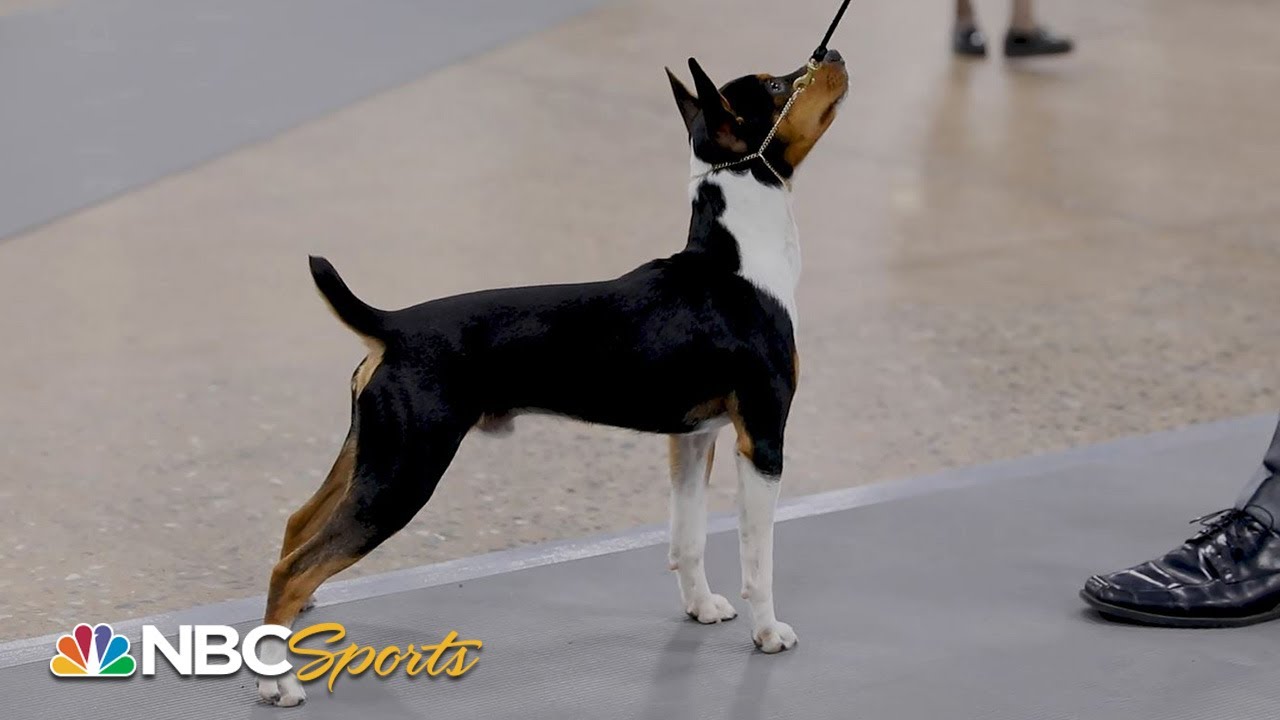 national dog show 2018 non sporting group