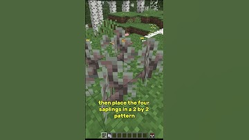 Grow a Pale Oak Tree in  #minecraft  #minecraftsurvival