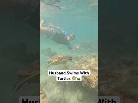 MY HUSBAND FOUND A TURTLE 😱🐢 #couplecomedy #turtle #comedy
