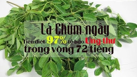 Tác dụng của cây chùm ngây với trẻ em