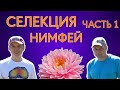 Нимфеи Российской селекции. В гостях у питомника @Нимфеи WaterLilia ru продажа нимфей кувшинок