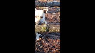 Winter Walk Virtual Walk For Dogs