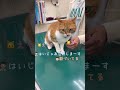 ワクチンと気付いても暴れずじっと耐える猫ちゃん【保護猫のこにゃん】#shorts