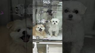 안정형 홍차와 불안형 고슬이