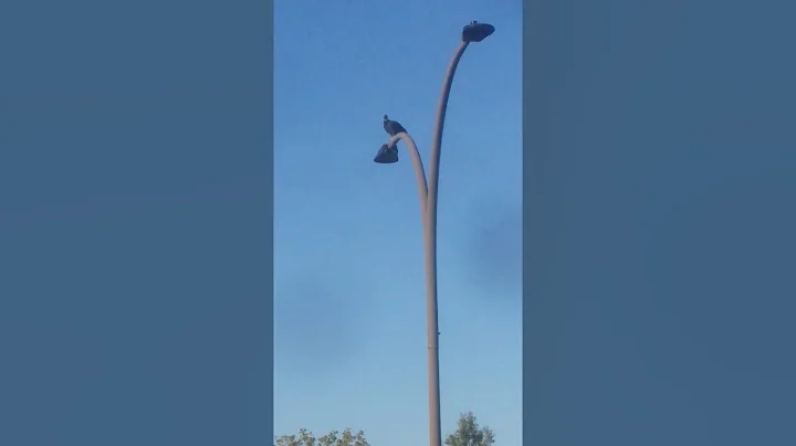 A vulture hunting