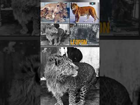 عندما يتم تزاوج أنثى الفهد مع الأسد فإن النتيجة حيوان اسمه ليوبون