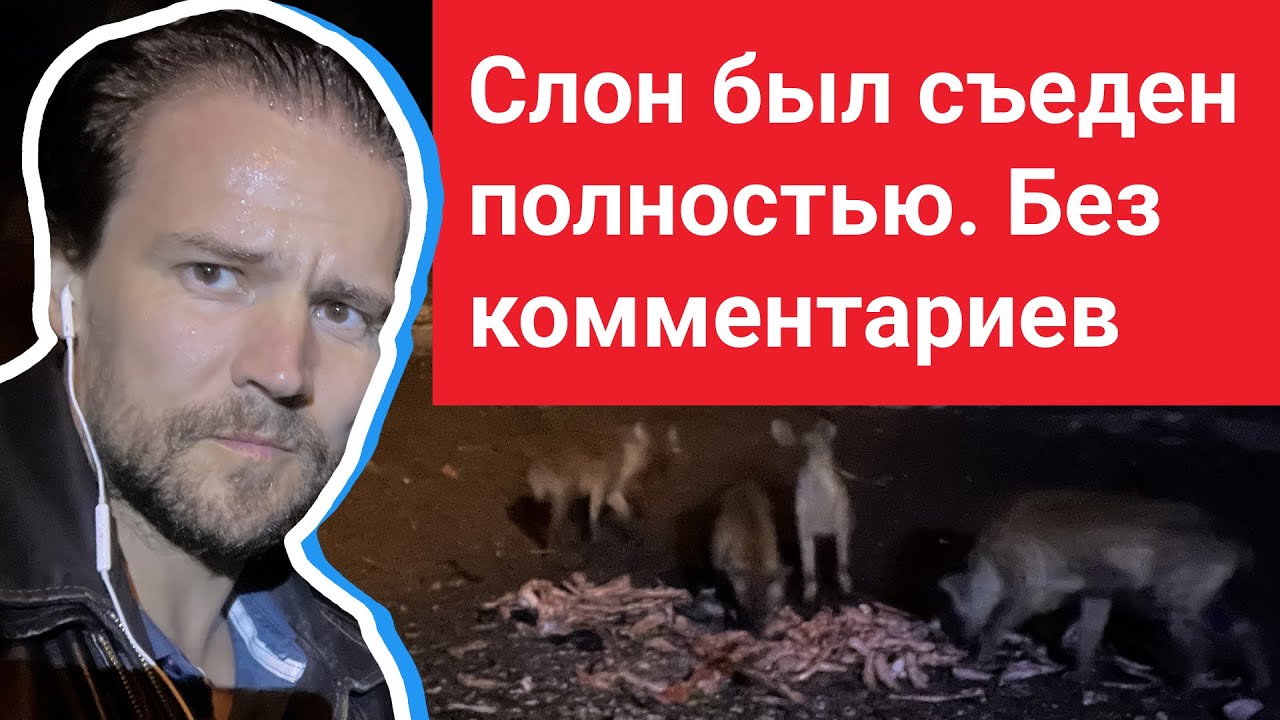 Слон был съеден полностью. Без комментариев - YouTube