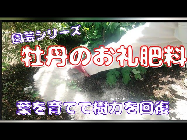 牡丹のお礼肥料 開花あとの樹力を回復 園芸シリーズ Youtube