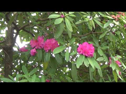 Vídeo: Rhododendron Adams (33 Fotos): O Plantio De Sementes E Mudas De Rododendro Sagan-dail, Especialmente Seu Cultivo Nos Subúrbios E Outras Regiões