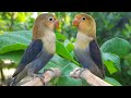 Lovebird Chirping Sounds - Parblue Violet Fischer & Parblue Blue Fischer