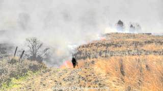 2012 Prescribed Grassland Burn in the Arcadia Dunes Nature Preserve
A timelapsed glimpse of a prescribed grassland burn at the Arcadia Dunes Nature Preserve! As noted by Angie of the Grand Traverse Regional Land Conservancy, the burn will speed up the establishment of native warm season grasses and wildflowers, while reducing invasive species. This process benefits wildlife by providing proper habitat.
... more info about the Dryhill Grassland Restoration at Arcadia Dunes: The C.S. Mott Nature Preserve here:
http://www.gtrlc.org/land-stewardship-project/grassland-restoration/
Burn administered by:
http://www.plantwiserestoration.com
Music credit
Title: Time Passing By(edited to fit)
by: Jason Shaw
http://www.youtube.com/user/audionautix
photographed with a goPro and Nikon D300
video id: 20120404-ArcadiaBurn_TLfin.mov 2012 Prescribed Grassland Burn in the Arcadia Dunes Nature Preserve