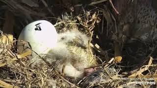 Explore.org Decorah Eagles: EAGLET DH2 HATCHES Under A Blue, Blue Sky. 6 Apr 2023