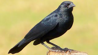 PÁSSARO PRETO (GRAÚNA) -  Gnorimopsar chopi - Chopi Blackbird - Brazilian Birds Singing