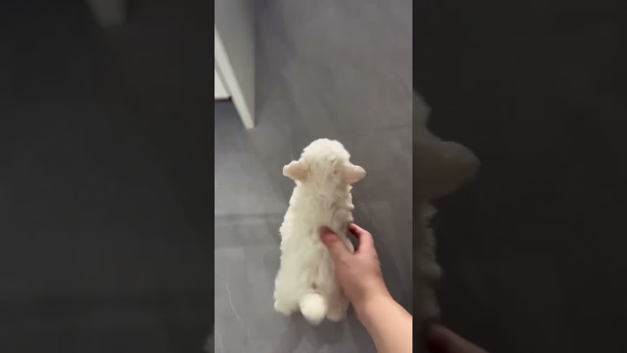 #dog #funny #meme #memes #reels #trending #shorts #viralvideo #fails #comedy #shortsvideo