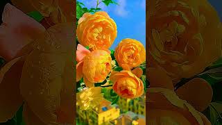 Rose Flower #Rose #Garden #Shorts #Viral #Video