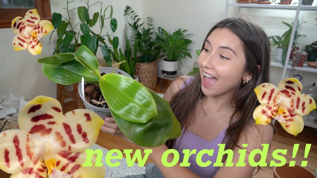 New Orchid Unboxing | Black Orchid, Giant Leaf Orchid, Easy Growing