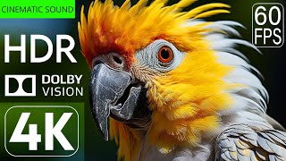 Global Fauna Exploration | 4K UHD 60fps Dolby Vision with Cinematic Sound (dynamic color)