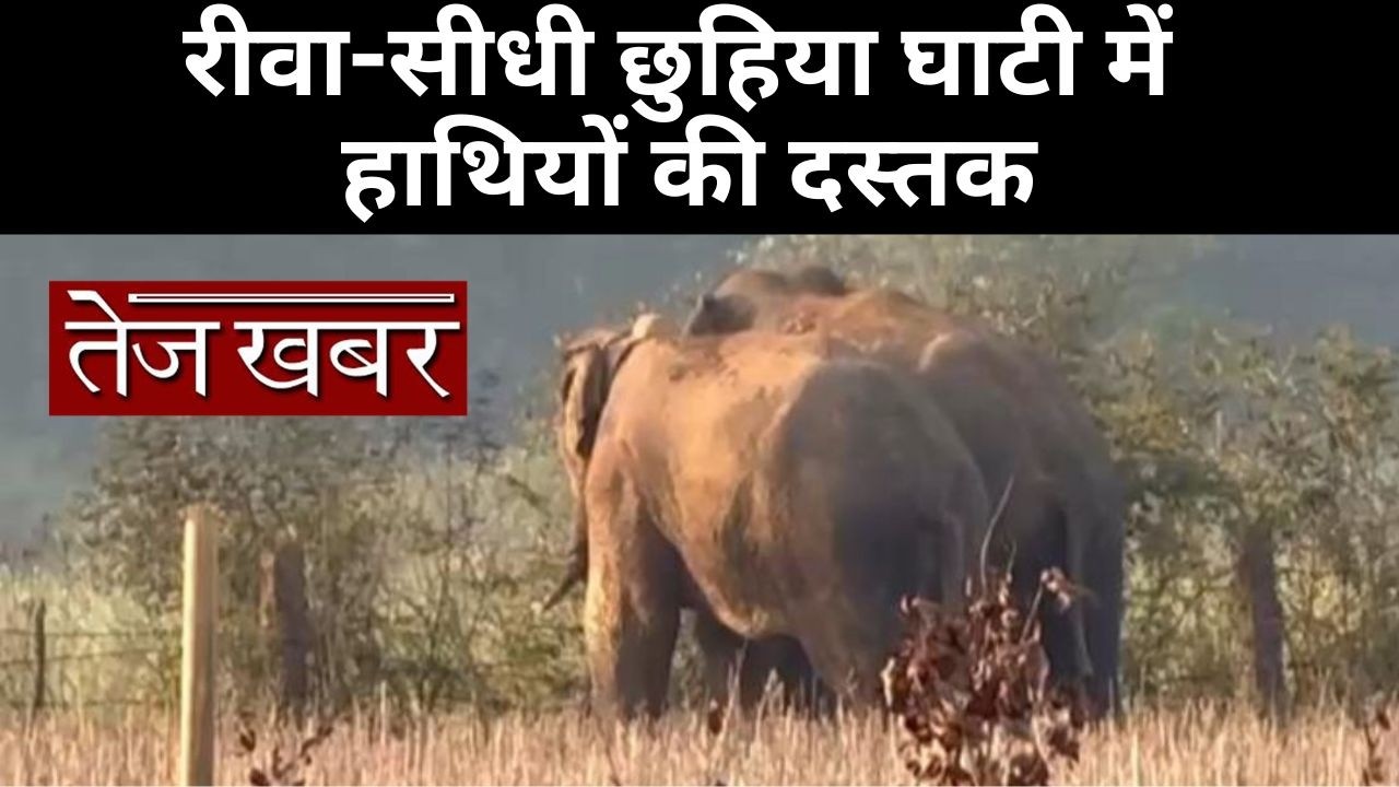 रीवा-सीधी छुहिया घाटी में हाथियों की दस्तक: वन विभाग ने रोका यातायात, मैहर जिले की ओर मूवमेंट