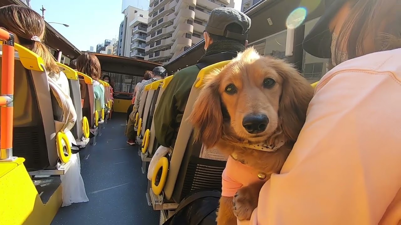 わんちゃんと行くバスツアー Vipわんツアー Vipツアー Viptour