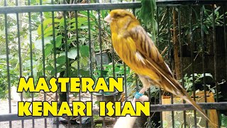 Masteran Kenari Isian Super JITU, 5 Menit Dijamin Kenari Langsung Prospek