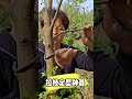 Branch pulling and shaping tool #fruittreebranchpuller #branchpulling #appletreemanagementtechnique