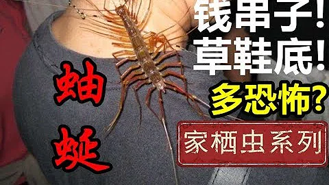 最令人害怕的蟲? 錢串子? 蚰蜒的危險是誤區還是事實？！ - 天天要聞