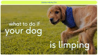 Reasons your dog may be limping (and what to do)