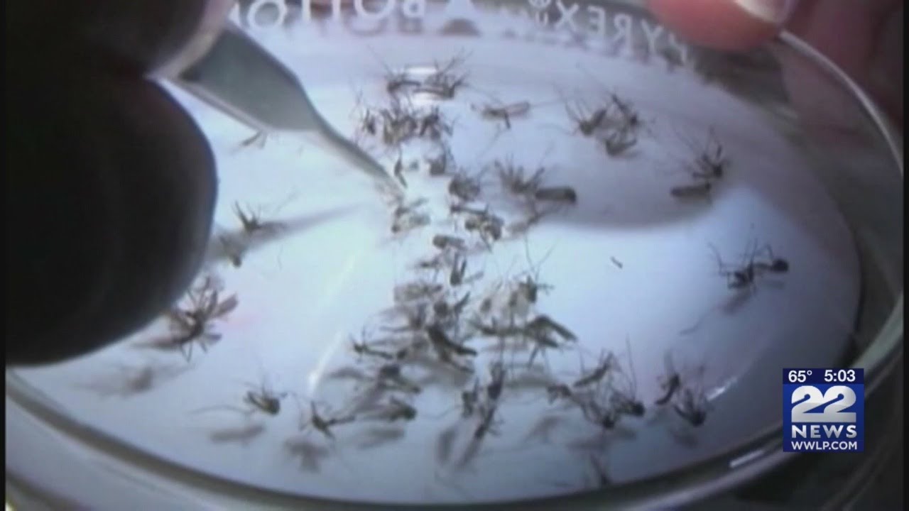 chicopee корм для собак отзывы EEE outbreaks not uncommon in Massachusetts