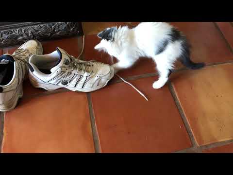 Maks the Siberian cat attacks shoelaces