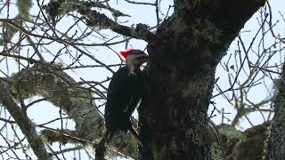 BRP 12 Mar 24 Pileated Woodpecker